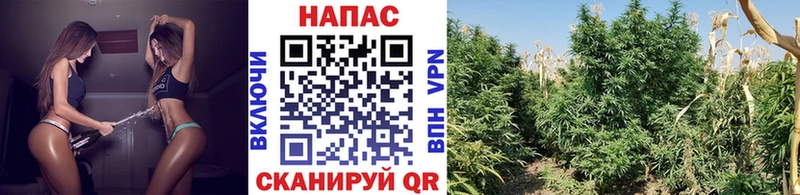 Купить закладки Гусь-Хрустальный Бошки Шишки White Widow